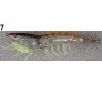 Калмарка скарида със светещи крачета OKINWA SQUID HOUNTER 11 см