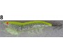 Калмарка скарида със светещи крачета OKINWA SQUID HOUNTER 11 см