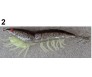 Калмарка скарида със светещи крачета OKINWA SQUID HOUNTER 11 см