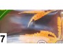 Силиконови червеи Osako Larva 4 см за риболов – комплект 10 броя